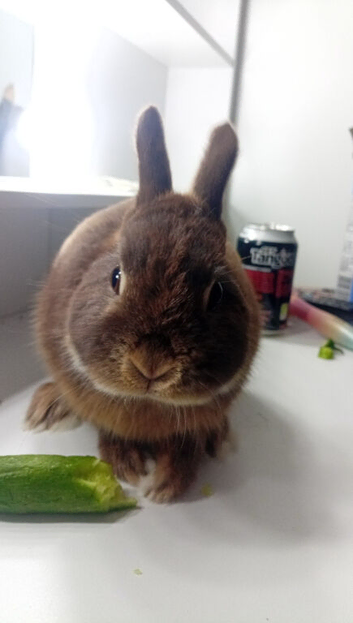 Beautiful chocolate otter boy rabbit