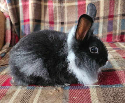 Beautiful Netherland dwarf rabbit cross lionhead