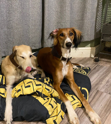 Saluki pups