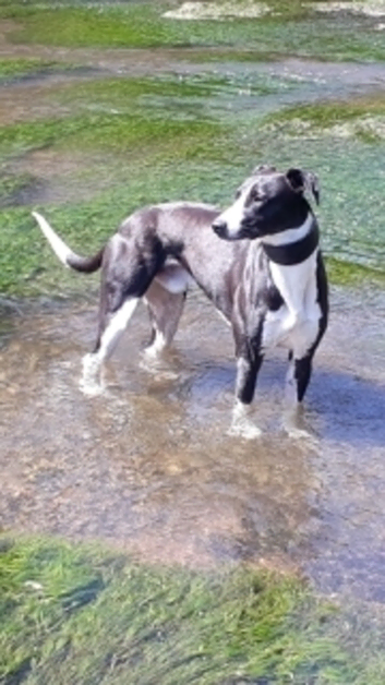 Lurcher for stud