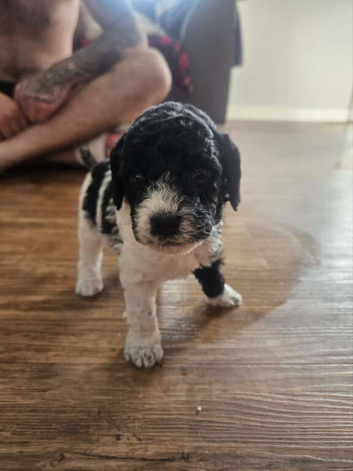 Cavapoo puppies 1 boy left