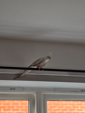 Semi tame female cockatiel