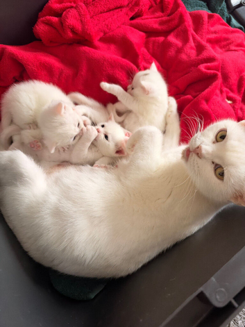 4 white kittens