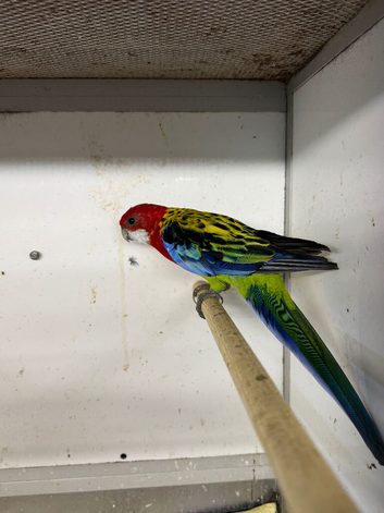 Female golden mantled rosella