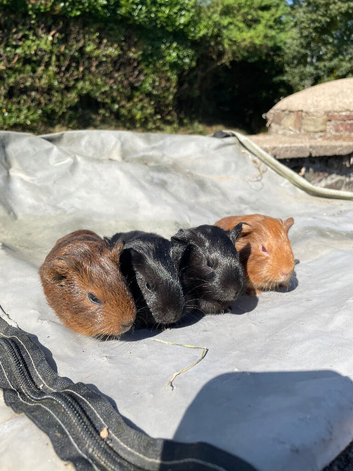 4 baby boars