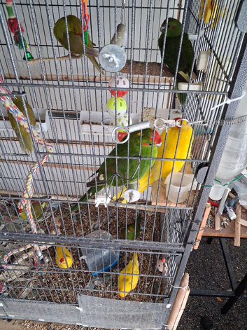 Kakarikis