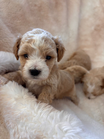 4 outstanding toy shihpoos