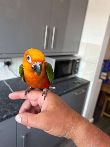 Jenaday conure