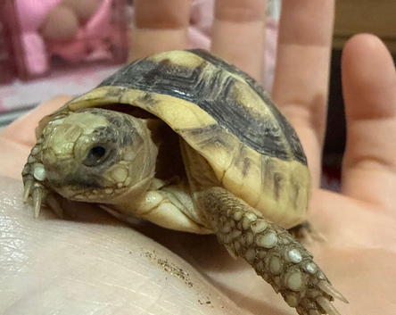 Beautiful tortoise and full set up