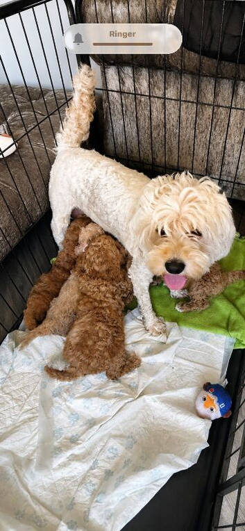 &nbsp;&nbsp;&nbsp;&nbsp; Mini Teddy Bear Cavapoo Puppies &ndash; Ready for Their Forever Homes