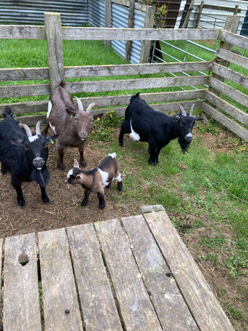 Two Pygmy goat boys looking for a 5 star home.