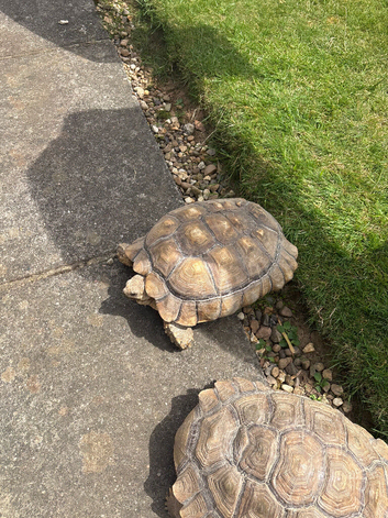 4 year old male sulcata