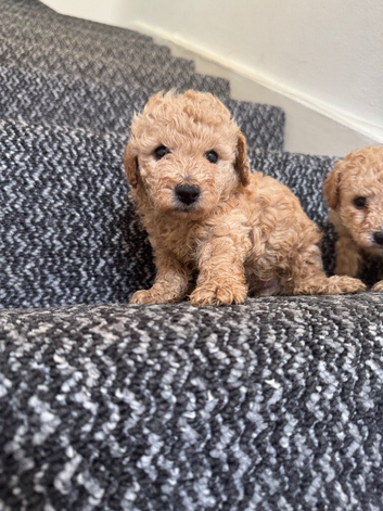 2 pups