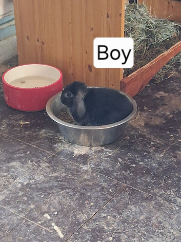 2026 Baby Bunnies