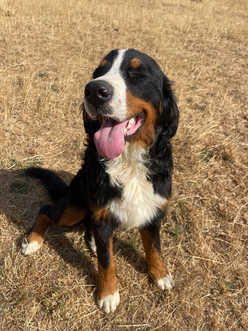 BERNESE MOUNTAIN DOG