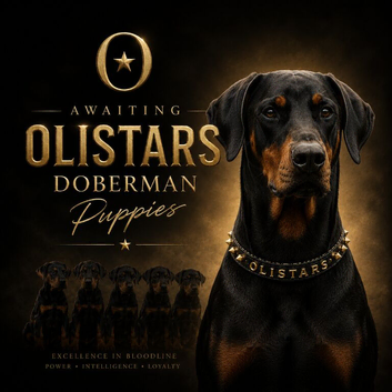 Exceptional Doberman Litter Due June | Olistars Stud