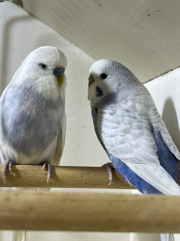 3 nice pair budgies for sale