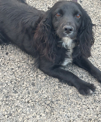 cocker spaniel female