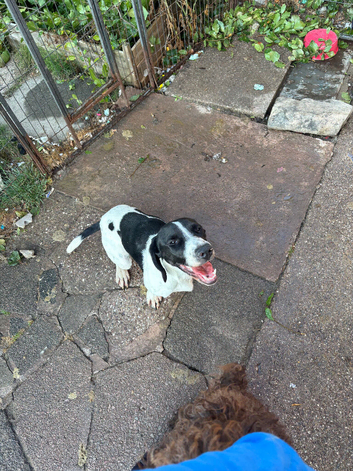 German pointer short haired