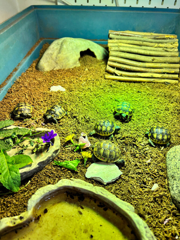 Mediterranean Spurthigh tortoises
