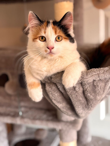 Long haired calico female cat