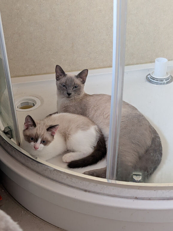 For sale Russian blue pointed mix kitten's