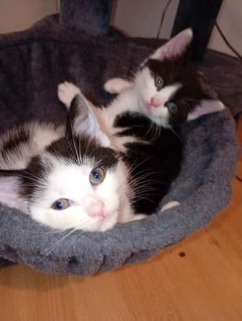 6 week old girl kitten