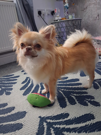 Long haired chihuahua for stud