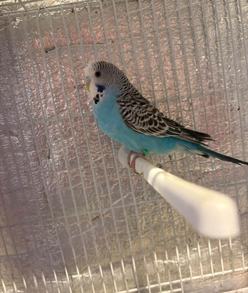 Budgie babies