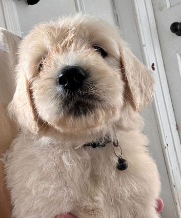 Fantastic Goldendoodle babies!