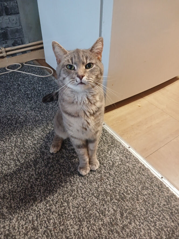 Male Cat Called Tigger