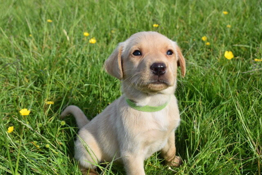 **STANLEY** Beautiful Labrador Boy Available