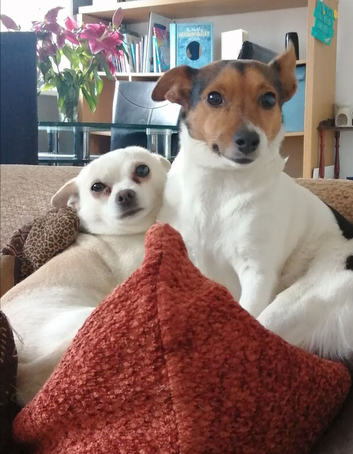 Jack-chi puppies