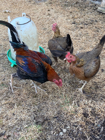 Old English Game bantam trio partridge