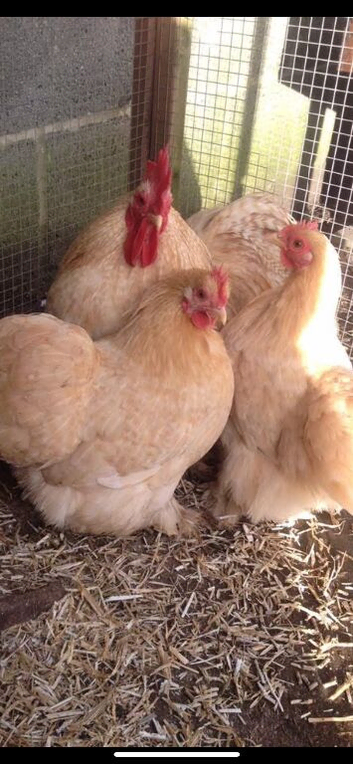 Pekin bantams Birds and hatching eggs