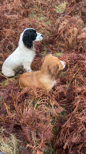 Cocker spaniels puppies