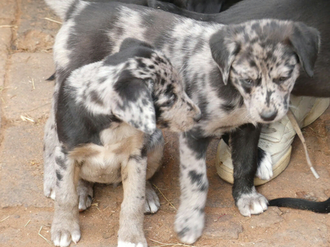 Blue Merle, Sable, Black and White Lollies