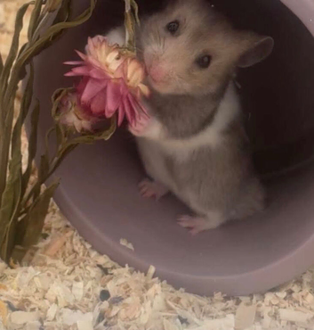 Hamster for rehoming