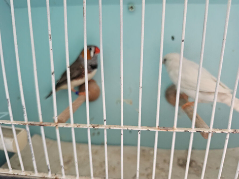 Pair of Zebra Finches