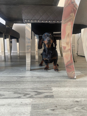 Dachshund