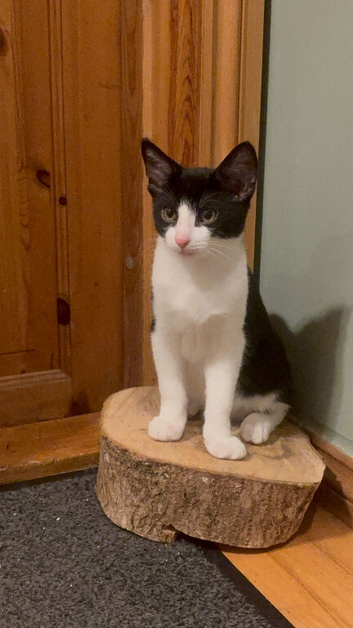 2 bonded pairs of beautiful kittens