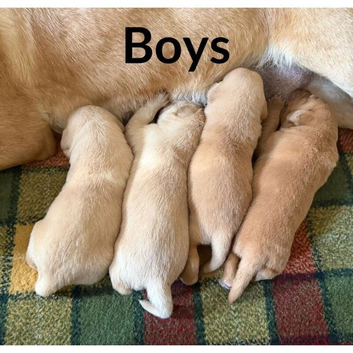 Stunning Labrador pups