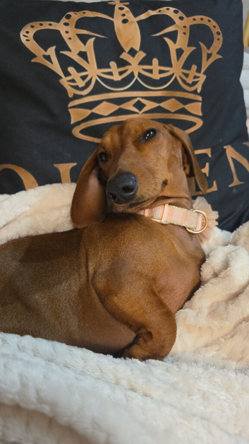 Dachshund female