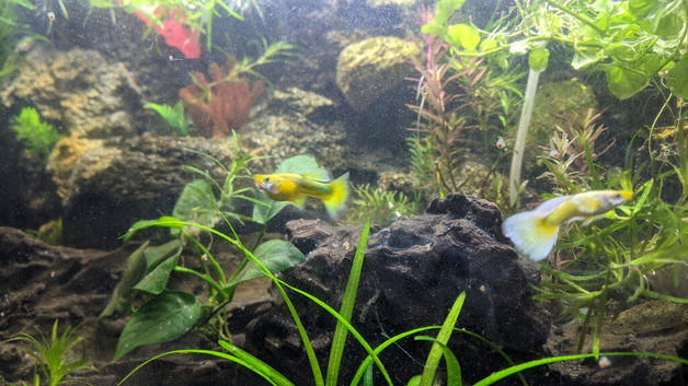 24K Gold Guppies - (cull tank)