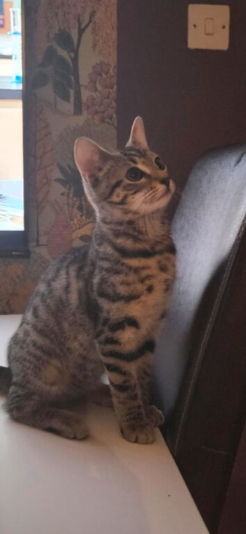 6-month-old female cat for adoption