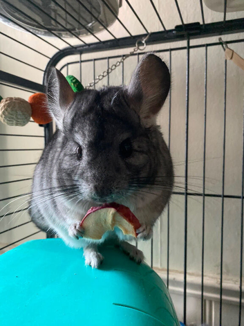 Tame Female Chinchilla