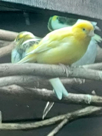2 fife canaries