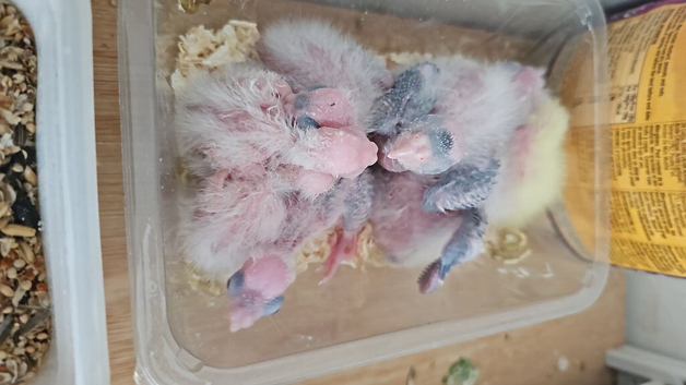 Hand reard baby cockatiel