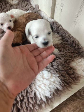 MALTIPOO PUPPIES 3 GIRLS 2 BOYS