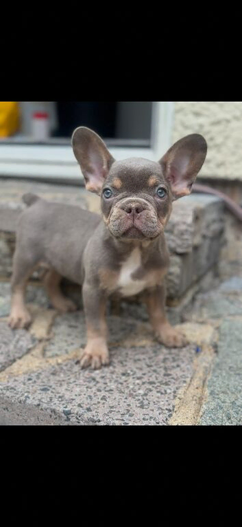 Last puppy available - KC Frenchies